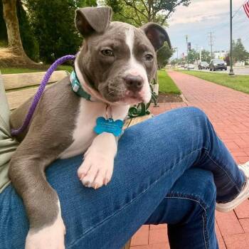 Stormi (ID 52017) -  Pit Bull Terrier Dog for Adoption in Manassas, Virginia - Stormi (ID 52017) | PetCurious