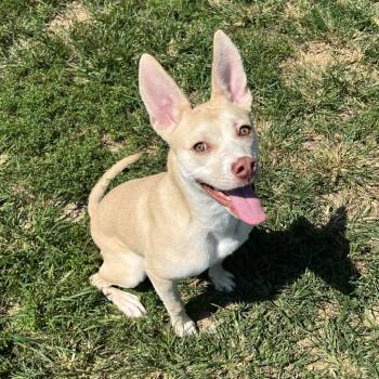 Tanna -  Mixed Breed Dog for Adoption in Bentonville, Arkansas - Tanna | PetCurious