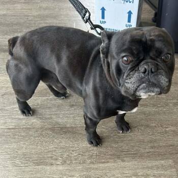 French Bulldog Dogs Available for Adoption - Hammi | PetCurious