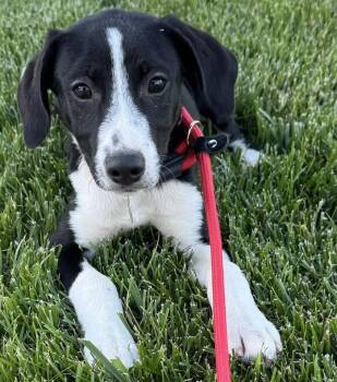 FOX -  English Pointer and Retriever Dog for Adoption in Lincoln, Nebraska - FOX | PetCurious