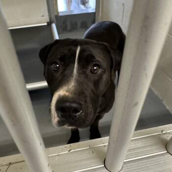 Mixed Breed Dogs Available for Adoption - Molly | PetCurious