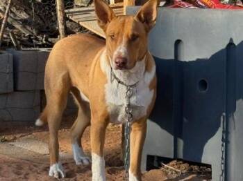 Guero -  Labrador Retriever and Mixed Breed Dog for Adoption in El Paso, Texas - Guero | PetCurious