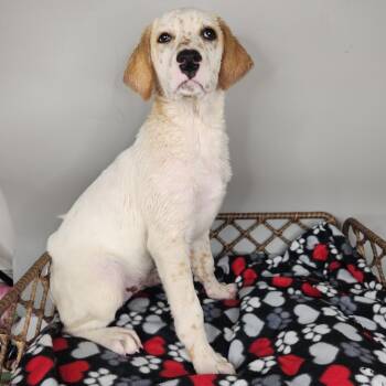Symmetra -  Dalmatian and Great Pyrenees Dog for Adoption in Fort Wayne, Indiana - Symmetra | PetCurious