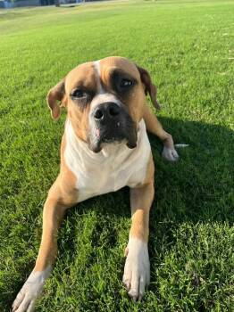 Rescue Boxer and Mixed Breed Dogs for Adoption in Edmond, Oklahoma - Lucy | PetCurious