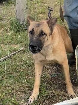 Rescue German Shepherd Dog Dogs for Adoption in Doral, Florida - TURBO | PetCurious