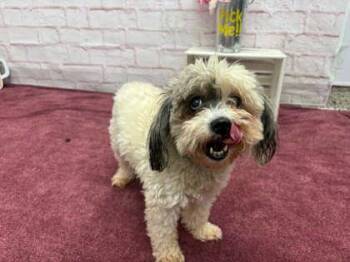 Toto -  Poodle and Mixed Breed Dog for Adoption in Westland, Michigan - Toto | PetCurious