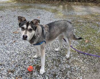 Rescue Husky and Labrador Retriever Dogs for Adoption in Bethel, Connecticut - Emma  LOVES TO PLAY W OTHER DOGS! | PetCurious