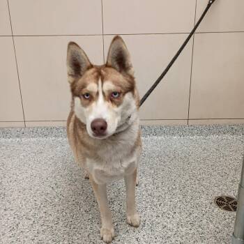 A.J -  Siberian Husky Dog for Adoption in Chicago, Illinois - A.J | PetCurious