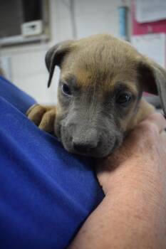 Joanie (Blossom) (Cina P8) -  American Bulldog Dog for Adoption in Pahrump, Nevada - Joanie (Blossom) (Cina P8) | PetCurious
