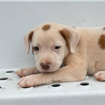 Jacob -  Pit Bull Terrier Dog for Adoption in Columbia, South Carolina - Jacob | PetCurious