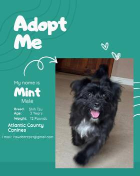 Mint -  Shih Tzu Dog for Adoption in Egg Harbor City, New Jersey - Mint | PetCurious