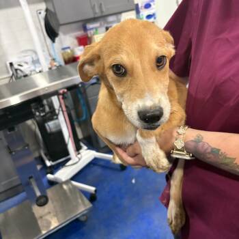 Border Collie Dogs Available for Adoption - Chogi | PetCurious