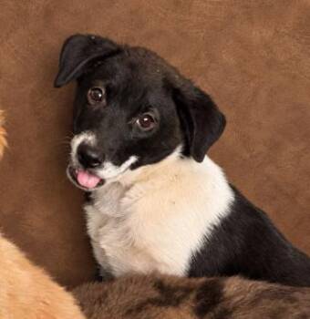 Okra -  Mixed Breed Dog for Adoption in Chickasha, Oklahoma - Okra | PetCurious