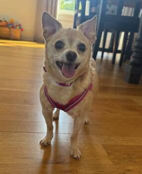 Lighting -  Chihuahua Dog for Adoption in Columbia, Tennessee - Lighting | PetCurious