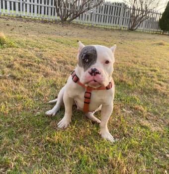 American Bully Dogs Available for Adoption - Nessie | PetCurious