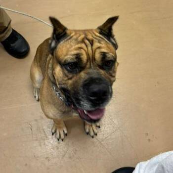 Mixed Breed Dogs Available for Adoption - Juggernaut | PetCurious