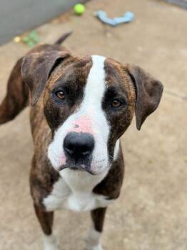 Sunray -  Pit Bull Terrier Dog for Adoption in Chicago, Illinois - Sunray | PetCurious