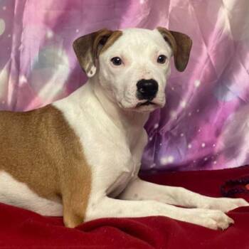 Rhett -  Pit Bull Terrier and Mixed Breed Dog for Adoption in Fort Collins, Colorado - Rhett | PetCurious