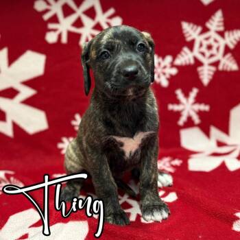 Rescue Mastiff and Great Dane Dogs for Adoption in Hillsboro, Ohio - Thing | PetCurious