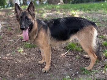 Lexi -  German Shepherd Dog Dog for Adoption in Toronto, Ontario - Lexi | PetCurious