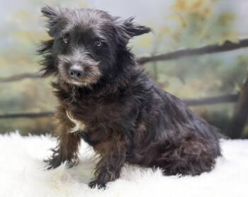 Stanley -  Terrier Dog for Adoption in Casa Grande, Arizona - Stanley | PetCurious