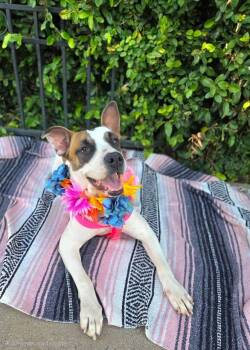 Rescue American Staffordshire Terrier Dogs for Adoption in Anza, California - Hazel Mae | PetCurious