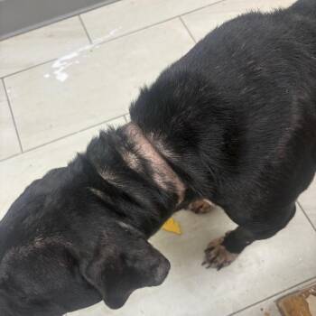 Jackson -  Pit Bull Terrier Dog for Adoption in Lufkin, Texas - Jackson | PetCurious