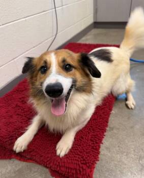 ARMADILLO -  Shetland Sheepdog Sheltie Dog for Adoption in Leesburg, Virginia - ARMADILLO | PetCurious