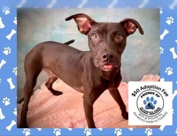 Becca -  Pit Bull Terrier Dog for Adoption in Salinas, California - Becca | PetCurious
