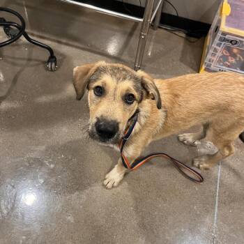 Roy Kent -  Labrador Retriever and Great Pyrenees Dog for Adoption in Washburn, Missouri - Roy Kent | PetCurious
