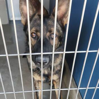 King -  German Shepherd Dog Dog for Adoption in Kingman, Arizona - King | PetCurious