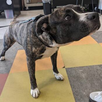 Pepperoni -  Pit Bull Terrier Dog for Adoption in Philadelphia, Pennsylvania - Pepperoni | PetCurious