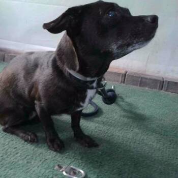 A5785864 -  Chihuahua Dog for Adoption in San Gabriel, California - A5785864 | PetCurious