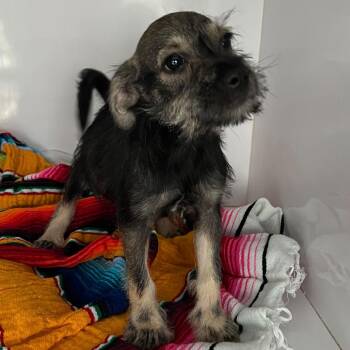 Scotty -  Yorkshire Terrier and Schnauzer Dog for Adoption in West Islip, New York - Scotty | PetCurious