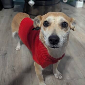 Pippa -  Mixed Breed Dog for Adoption in Buffalo, Minnesota - Pippa | PetCurious