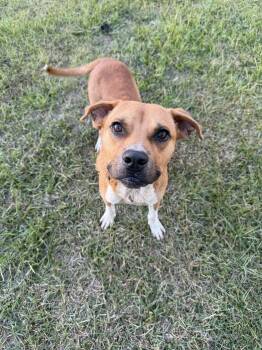 Rescue Black Mouth Cur Dogs for Adoption in Brewton, Alabama - Memphis | PetCurious
