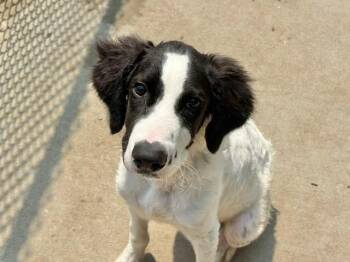 CHARLIE -  English Springer Spaniel and Mixed Breed Dog for Adoption in Tulsa, Oklahoma - CHARLIE | PetCurious