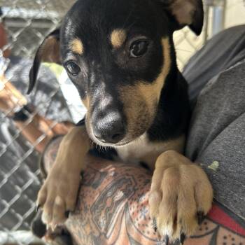 Chihuahua Dogs Available for Adoption in Manchester, Tennessee - Dill | PetCurious