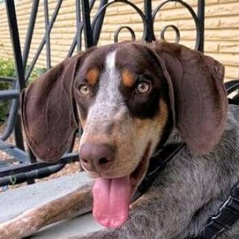 Jerry (TN) -  Bluetick Coonhound Dog for Adoption - Jerry (TN) | PetCurious