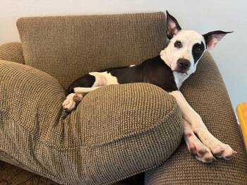 Rescue Terrier Dogs for Adoption in Palm Coast, Florida - Oreo | PetCurious