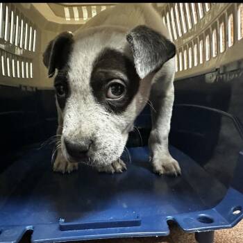 Mixed Breed Dogs Available for Adoption - 2/16/2026-Stray-TenthStreet | PetCurious