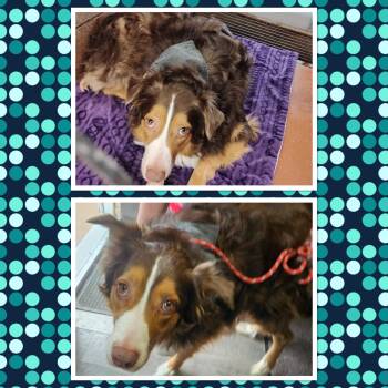 Australian Shepherd Dogs Available for Adoption in Buckhannon, West Virginia - OAKLEY | PetCurious