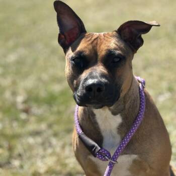 Ruby -  Pit Bull Terrier Dog for Adoption in Marshalltown, Iowa - Ruby | PetCurious