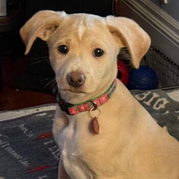 Quiz -  Cattle Dog Dog for Adoption in Portland, Oregon - Quiz | PetCurious