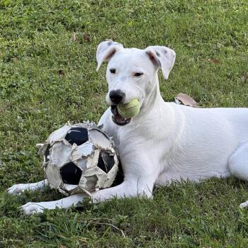 Ivy Coconut -  German Shorthaired Pointer and Rhodesian Ridgeback Dog for Adoption in Wahiawa, Hawaii - Ivy Coconut | PetCurious