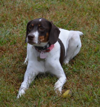 Rescue English Setter Dogs for Adoption in Chelsea, Michigan - Available For Adoption - Lacta (located In USA) | PetCurious