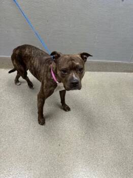 BUTTERCUP -  Pit Bull Terrier Dog for Adoption in Las Vegas, Nevada - BUTTERCUP | PetCurious