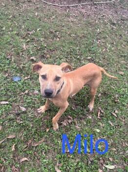 Milo -  Labrador Retriever and Mixed Breed Dog for Adoption in Zimmerman, Minnesota - Milo | PetCurious