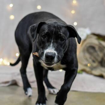 Enya -  Black Labrador Retriever Dog for Adoption in Defuniak Springs, Florida - Enya | PetCurious