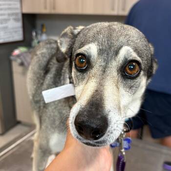 Mixed Breed Dogs Available for Adoption in Englewood, Florida - Loli | PetCurious